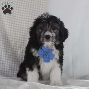 Omar, Mini Aussiedoodle Puppy