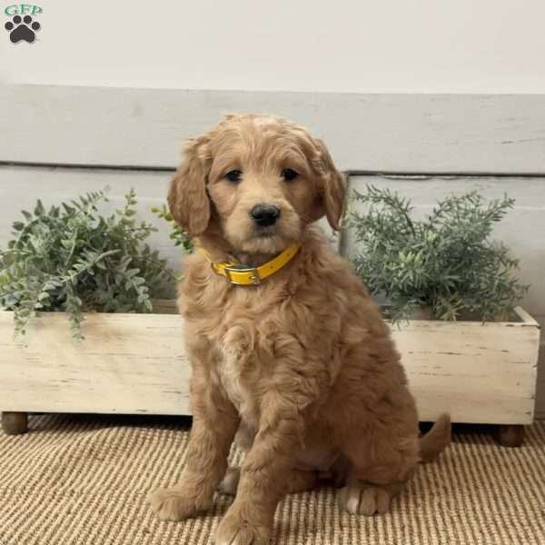Gabby, Goldendoodle Puppy
