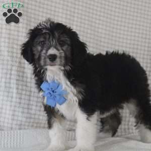 Omar, Mini Aussiedoodle Puppy