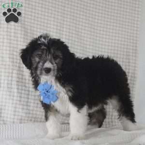 Omar, Mini Aussiedoodle Puppy