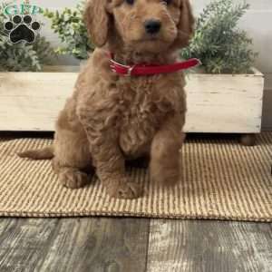 Gigi, Goldendoodle Puppy