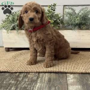 Gigi, Goldendoodle Puppy