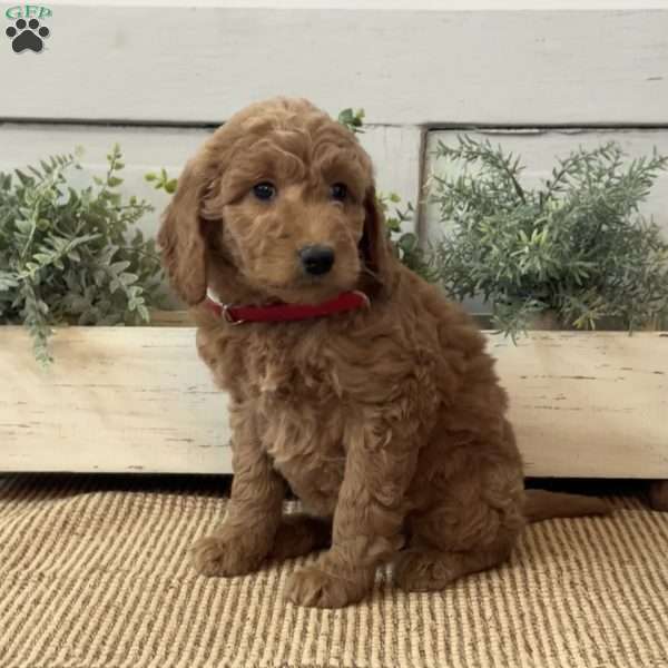 Gigi, Goldendoodle Puppy