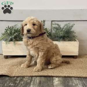 Gunner, Goldendoodle Puppy