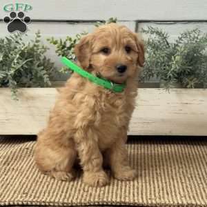 Josie, Mini Goldendoodle Puppy
