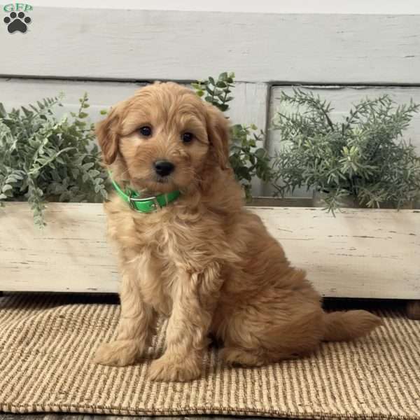 Josie, Mini Goldendoodle Puppy