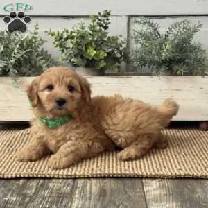 Josie, Mini Goldendoodle Puppy