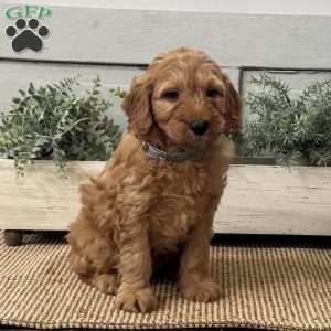 Johnny, Mini Goldendoodle Puppy
