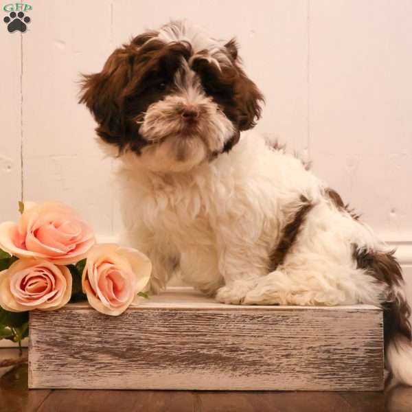 Willow, Teddy Bear Puppy