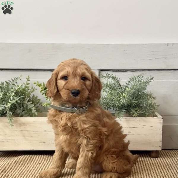 Johnny, Mini Goldendoodle Puppy