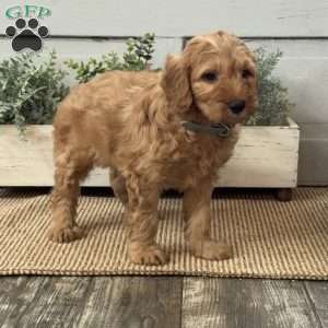 Johnny, Mini Goldendoodle Puppy