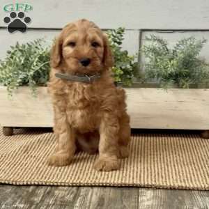 Johnny, Mini Goldendoodle Puppy