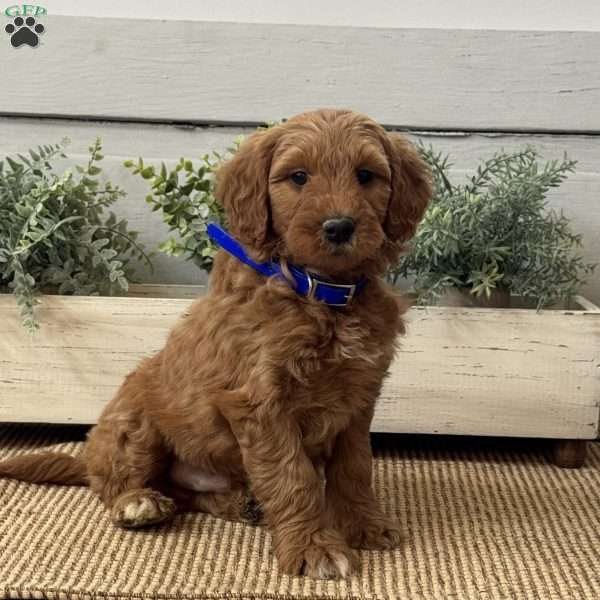 Jax, Mini Goldendoodle Puppy