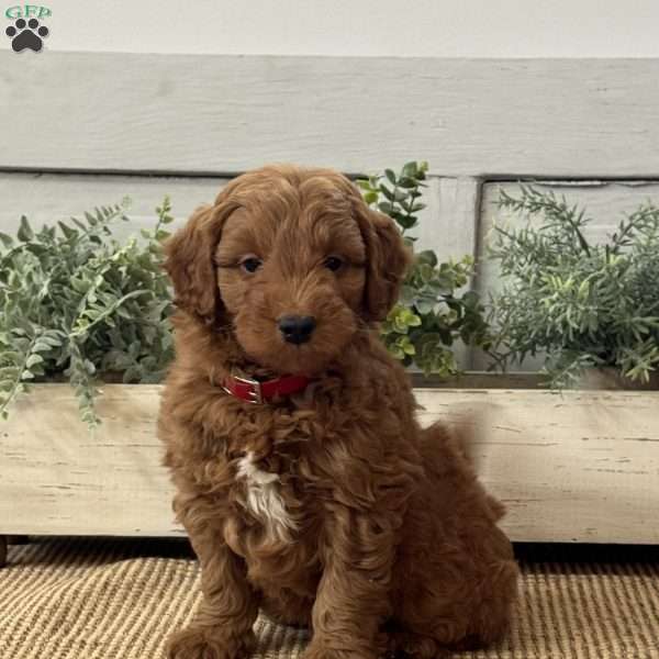Jasper, Mini Goldendoodle Puppy