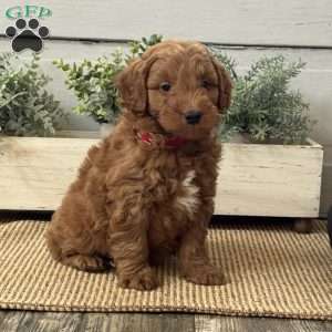 Jasper, Mini Goldendoodle Puppy