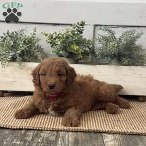 Jasper, Mini Goldendoodle Puppy