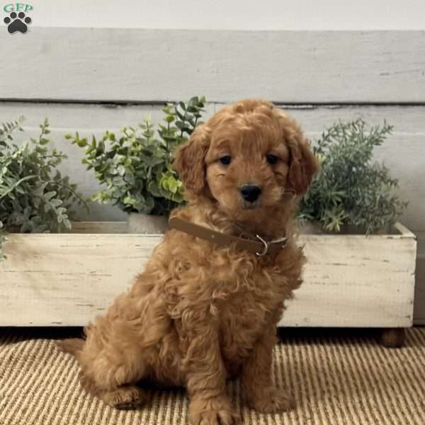 Jenna, Mini Goldendoodle Puppy