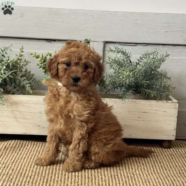 Jill, Mini Goldendoodle Puppy
