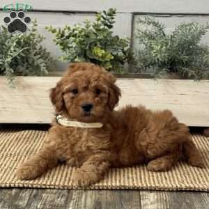 Jill, Mini Goldendoodle Puppy