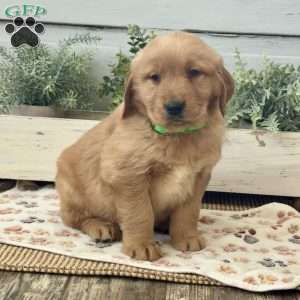 Astro, Golden Retriever Puppy