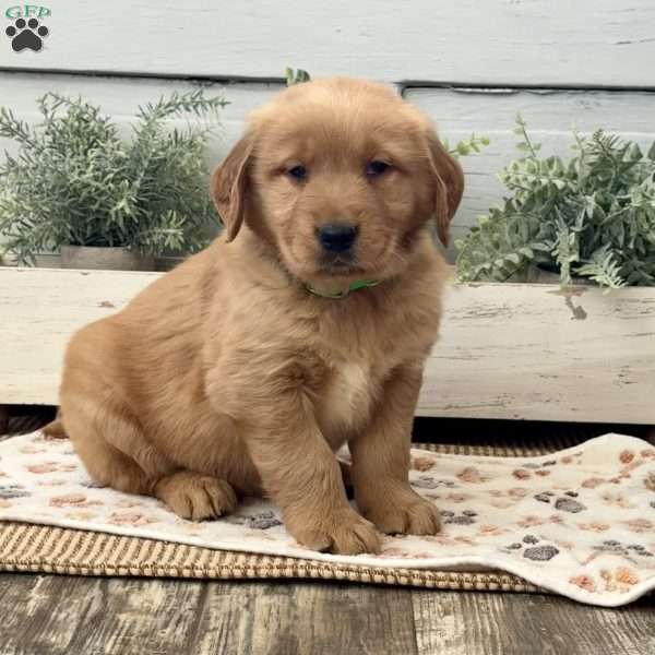 Astro, Golden Retriever Puppy
