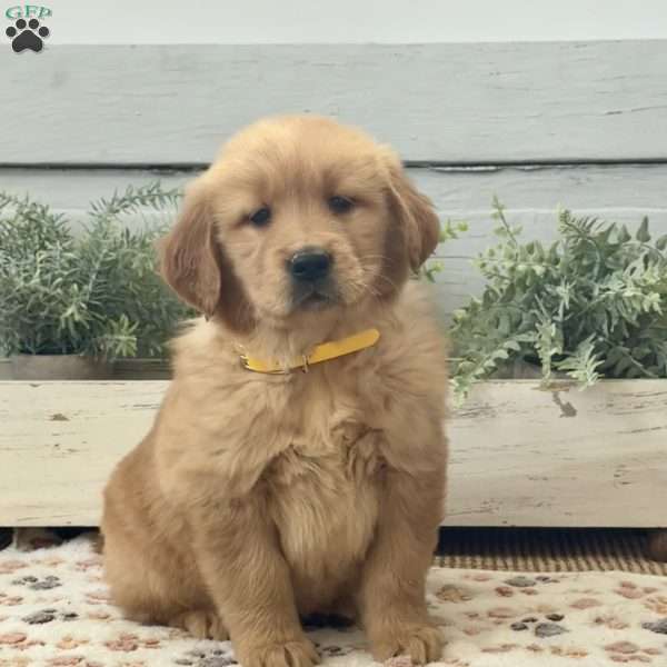 Annie, Golden Retriever Puppy