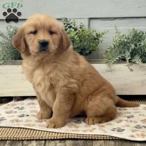 Annie, Golden Retriever Puppy
