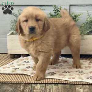 Annie, Golden Retriever Puppy