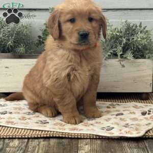 Austin, Golden Retriever Puppy