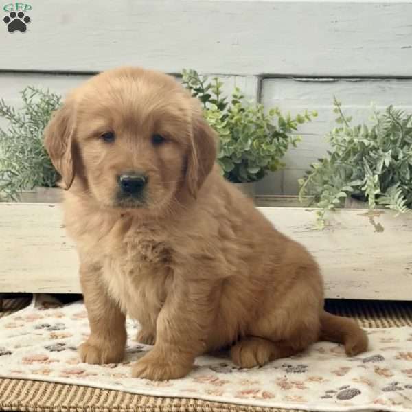 Austin, Golden Retriever Puppy