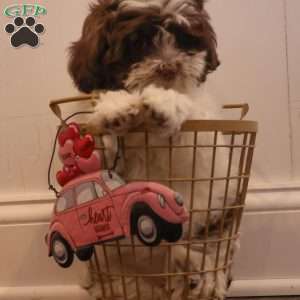 Willow, Teddy Bear Puppy