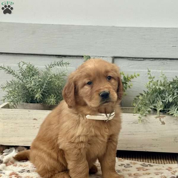 Angel, Golden Retriever Puppy