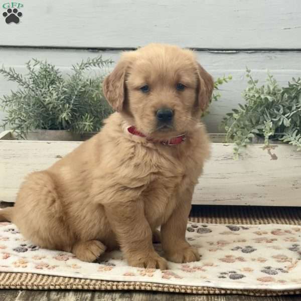 Andy, Golden Retriever Puppy