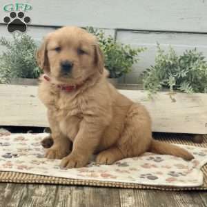 Andy, Golden Retriever Puppy