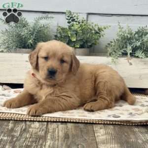 Andy, Golden Retriever Puppy