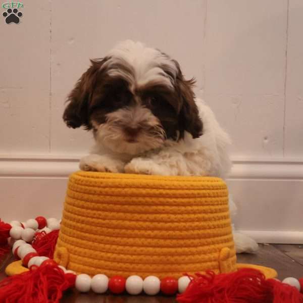 Winter, Teddy Bear Puppy