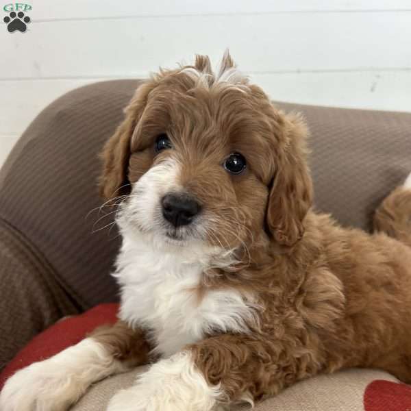 Faith, Mini Bernedoodle Puppy