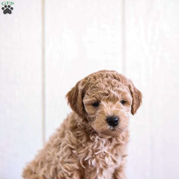 Buddy, Mini Goldendoodle Puppy