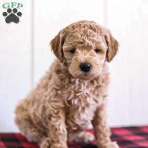 Buddy, Mini Goldendoodle Puppy
