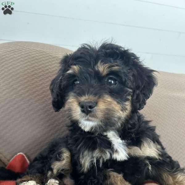 Hope, Mini Bernedoodle Puppy
