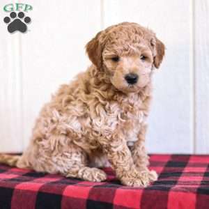 Buddy, Mini Goldendoodle Puppy