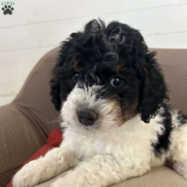 Spottie, Mini Bernedoodle Puppy