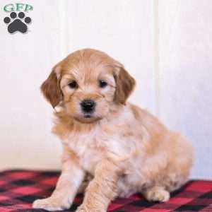 Luna, Mini Goldendoodle Puppy