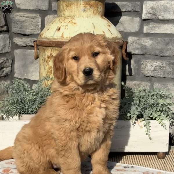 Ivy, Golden Retriever Puppy