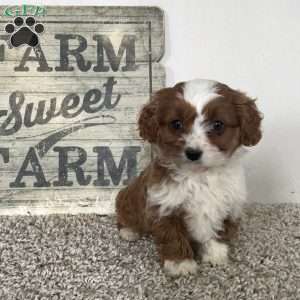 Sammie, Cavapoo Puppy