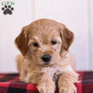 Luna, Mini Goldendoodle Puppy