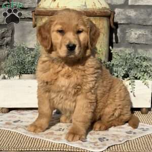 Ivy, Golden Retriever Puppy