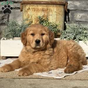 Ivy, Golden Retriever Puppy