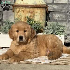 Iggy, Golden Retriever Puppy