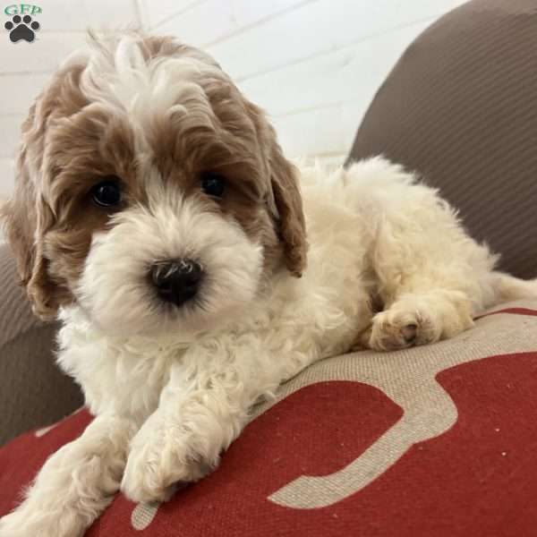 Josh, Mini Bernedoodle Puppy